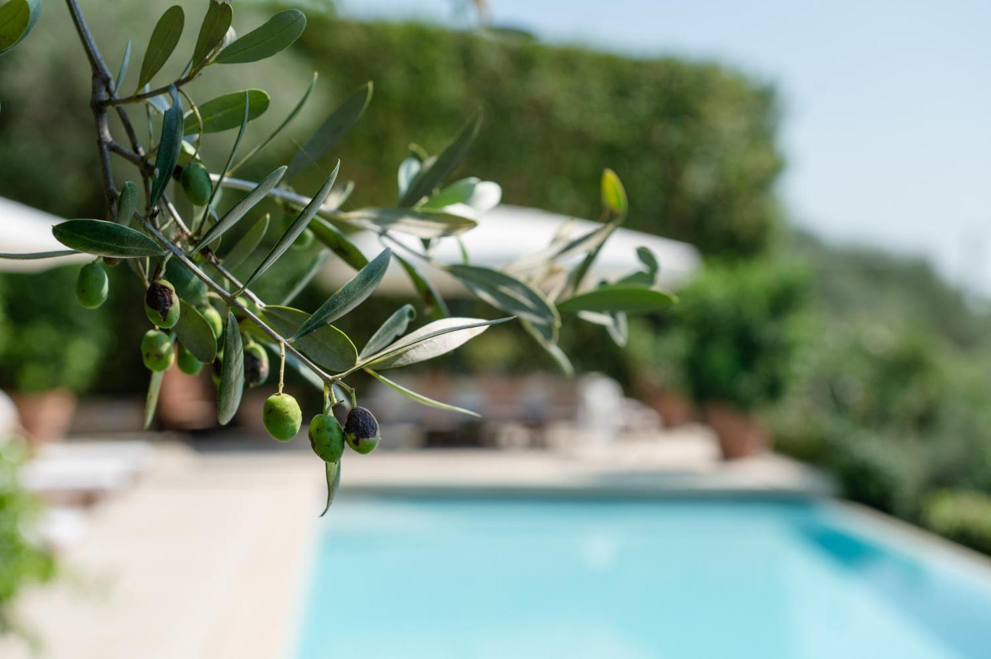 Villa Eden Forte Dei Marmi With Private Infinity Pool Santa Lucia  Esterno foto